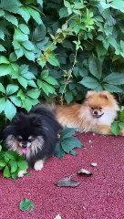 dog calming music #dog #shorts