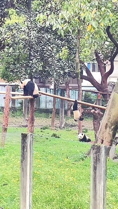 Pandas Playing In The Zoo | Animals Funny Moments | Cute Pets | Funny Animals #animals #pets #pandas