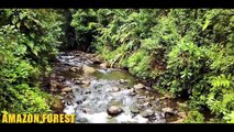 The Amazon Forest 4K - Amazon Jungle And It's Wild Animals
