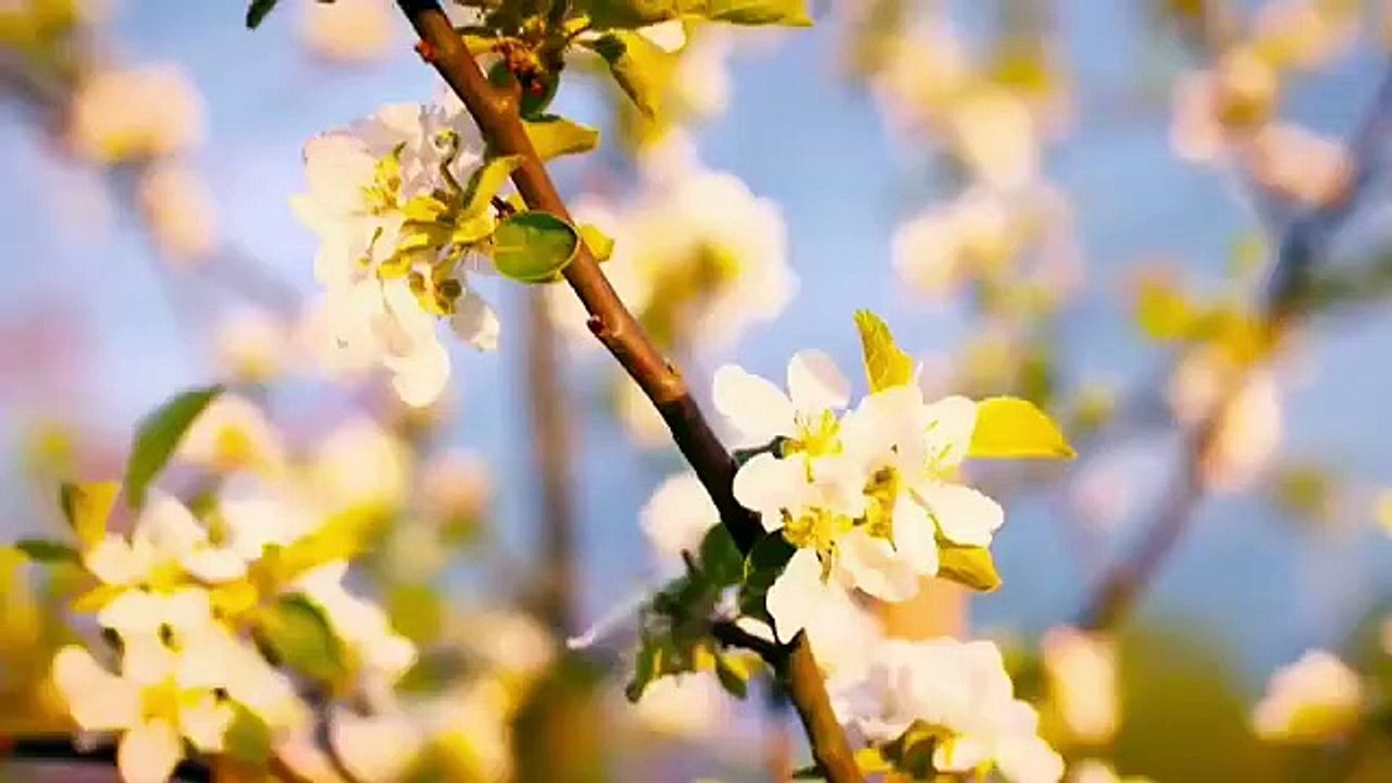 解脱道 唐玉璇 佛曲 茫茫的滄海間 何處是盡頭？