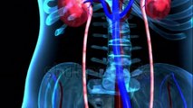 কিডনির সমস্যা বুঝে নিন সহজ দুই পরীক্ষার মাধ্যমে-Symptoms of kidney problems