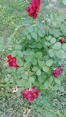 Red Rose flowers