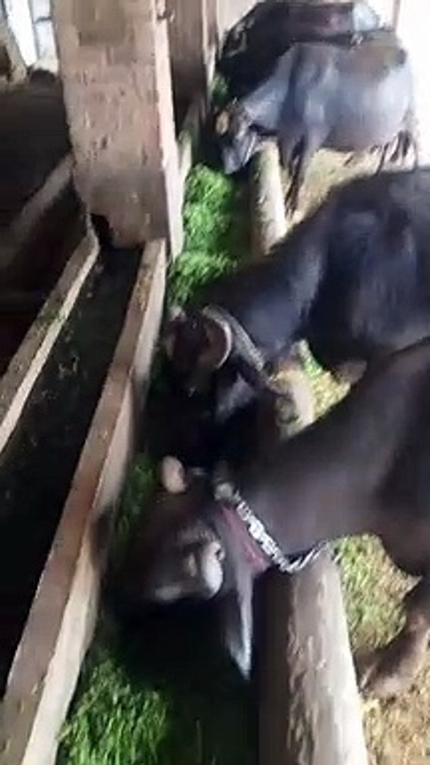 ⁣cows eating