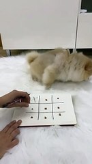 #dog #puppy #cute #pet #cutepuppy #doglover