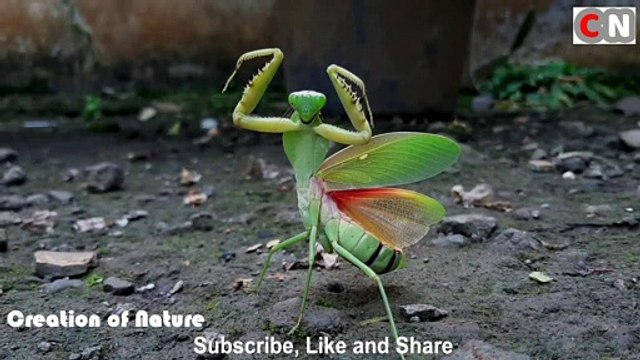 Green Dancing Mantis