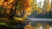 Autumn Bliss: A One Hour Relaxing Journey Along A Peaceful River in the Forest