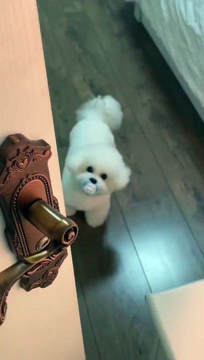 #cutedog #foryou #fyp #bichonfrise