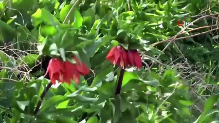 Yılın sadece 20 günü yaşıyor, köylüler başında nöbet tutuyor: Cezası araba fiyatında