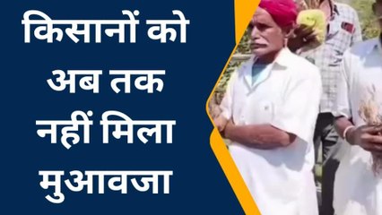 सांचोर: बेमौसम बारिश व ओलावृष्टि से फसले हुई खराब..सुनिए किसानों की सरकार से क्या मांग ?