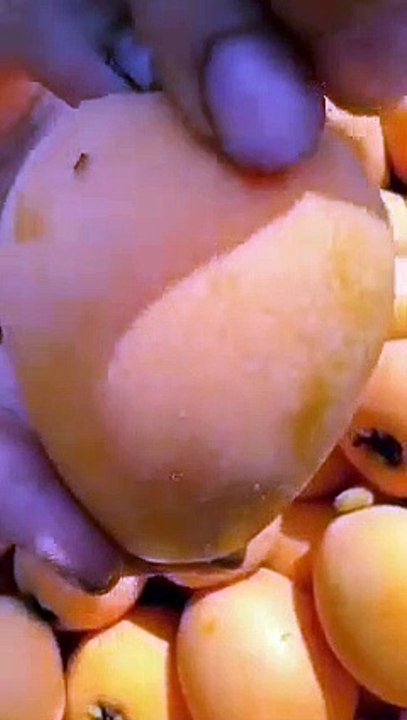 Fruit