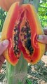 Papaya cutting