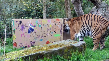 Tiger enjoys Easter surprise at Edinburgh Zoo