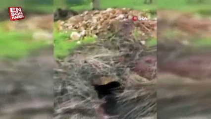 Şanlıurfa'da cinayet zanlı sığınakta bulundu