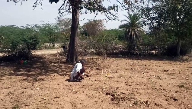 Forests of the tribal area smelled with the fragrance of Mahua flowers