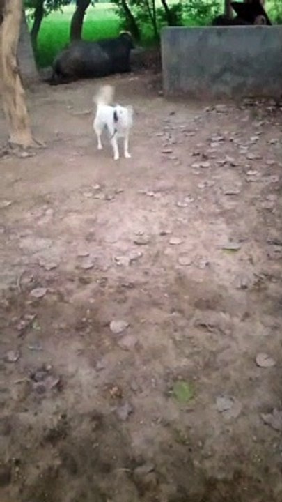 VID-20230329-WA0021