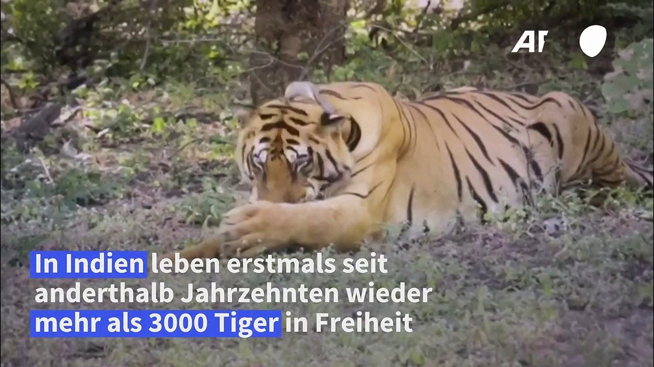 Wieder mehr als 3000 freilebende Tiger in Indien