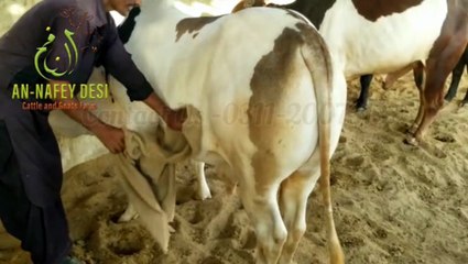Annafey Desi Cattle Farm Karachi