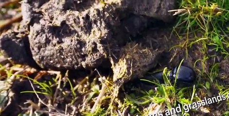 Absurd Planet S01 E01
