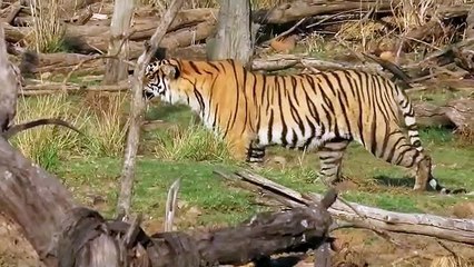 रणथम्भौर में बाघिन रिद्धी ने किया जंगली सूअर का ​शिकार