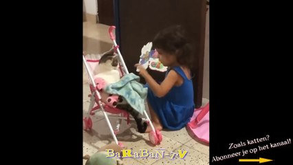저장! 돕다!  기분 좋은 고양이와 새끼 고양이의 영상!