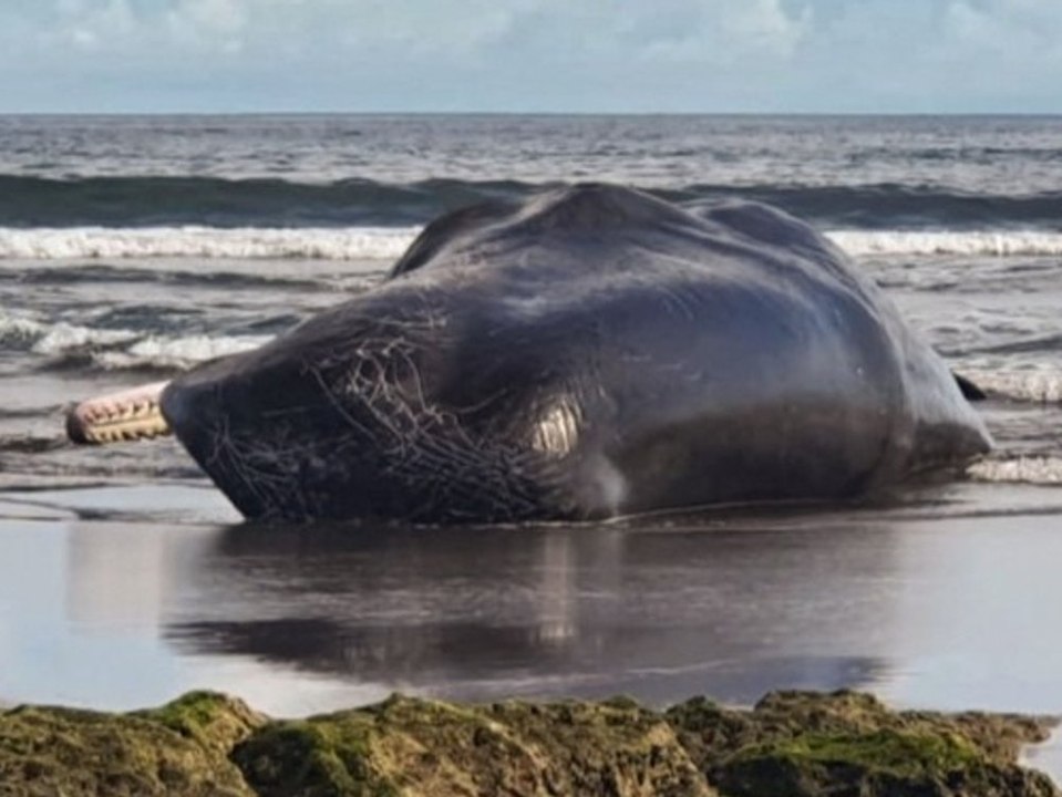 Drittes Tier in einer Woche: Schon wieder toter Wal an Küste von Bali