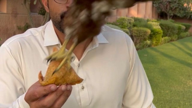 Hungry eagle puts snatchers to shame by stealing a Samosa at lightning-fast speed