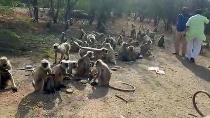 video...वन्य जीवों को ऐसे कराया भोजन