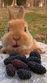bunny#bunny#eating#pet#funny animals #rabbit