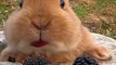 bunny#bunny#eating#pet#funny animals #rabbit