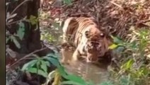 नर्मदापुरम: पर्यटकों ने बनाया बाघ का पानी पीते हुए वीडियो, सोशल मीडिया पर वायरल