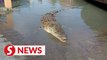 Crocodile found dead in fishing net in Melaka