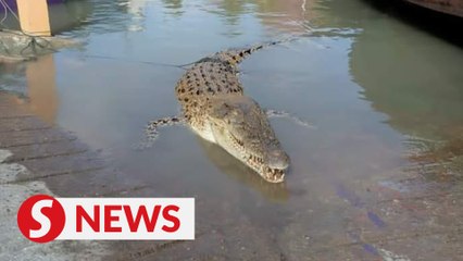 Crocodile found dead in fishing net in Melaka