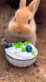 #bunny#eating#pet#funny animals #rabbit