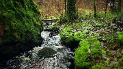 Serene Forest Stream: Relaxing One Hour of Calming Water Scenery