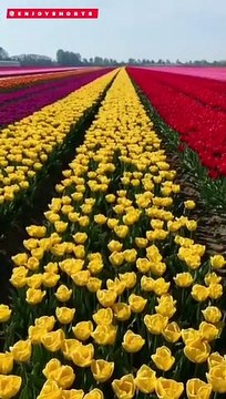 Tulip Beds #youtubeshorts #flowers #ytshorts #viral @enjoyshortss