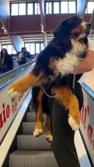Man Carries Bernese Mountain Dog Up Escalator