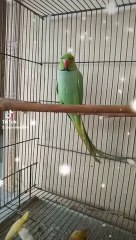 Green ring neck #chicks