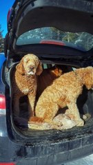 Bandit Doesn't Want His Walk to End