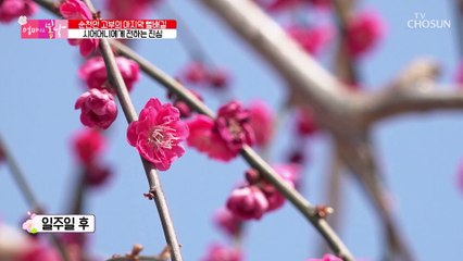 통증으로 괴로웠던 세월.. 엄마에게 일어난 기적 TV CHOSUN 230409 방송