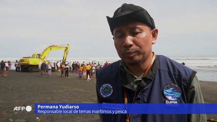 Hallan muerto un tercer cetáceo varado en una playa de Bali