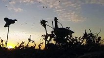 Duck hunting||goose hunting||hunting videos|