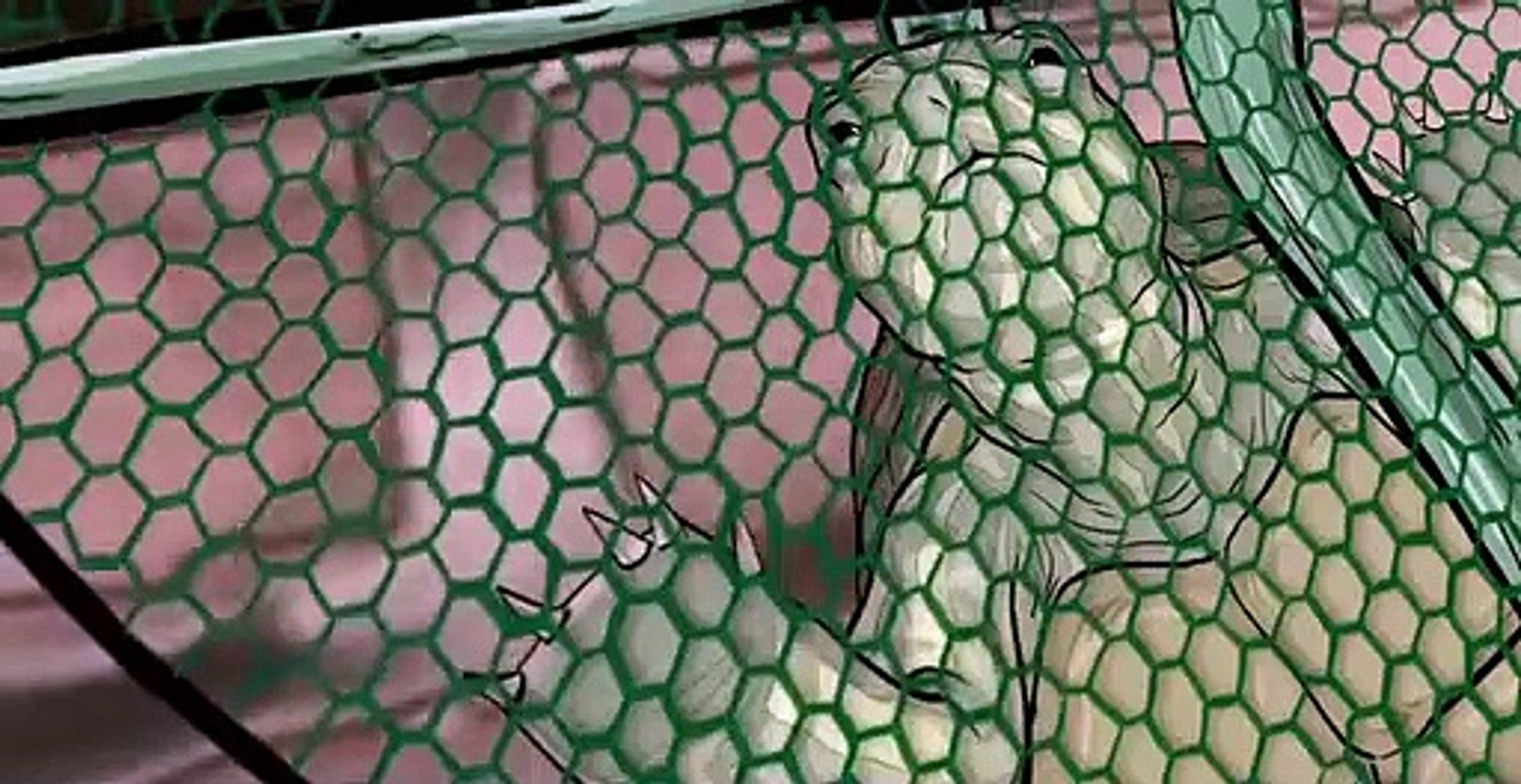 Animals. Animals. E006 Pigeons. (2)