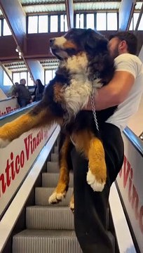 Man Carries Bernese Mountain Dog Up Escalator