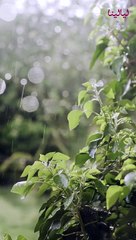 تاريخ العرقسوس وسبب ارتباطه برمضان