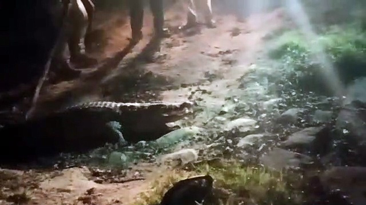 बोटिंग तालाब में दिखा मगरमच्छ