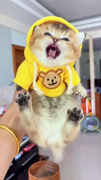 Cat Funny Moments | Funny Cats | Cute Pets | Funny Animals #animals #pets #cats #cat #catvideos #4u