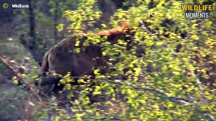 Wicked! 45 Times Evil Hyena Steal Prey From Other Predators @swagwildlifemoments