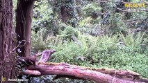 Yellow-throated Marten Vs Monkey & 45 Moments Marten Attack Everything