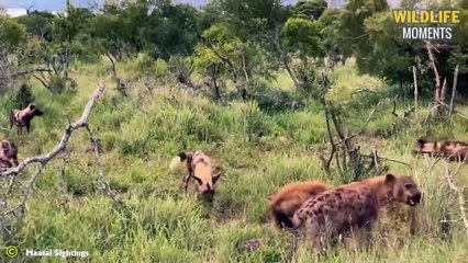 Wild Dog Attack Lion & 45 Best Moments Wild Dog Vs Other Predators @swagwildlifemoments