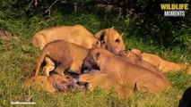 Tourists Are Shocked When The Predator Eat The Prey In Front Of Their Eyes